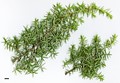 SpeciesSub: subsp. oxycedrus